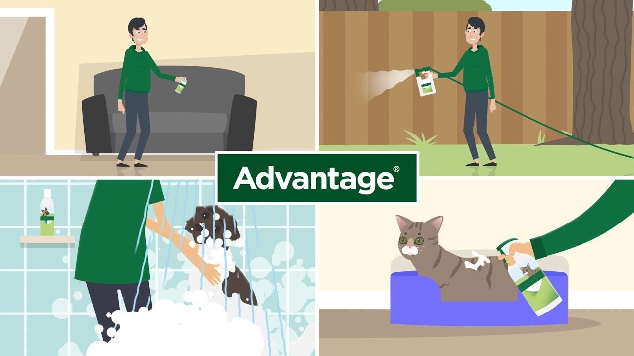 Advantage 2024 flea shampoo